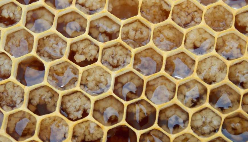Sabías que... ¿la Jalea Real no es miel? Descubre sus 20 beneficios y cómo se toma correctamente