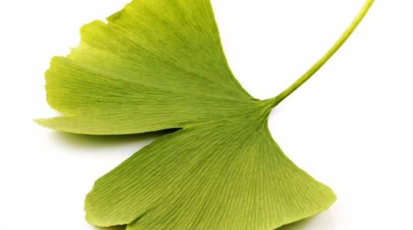 Sabías que... Ginkgo Biloba