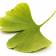 Sabías que... Ginkgo Biloba