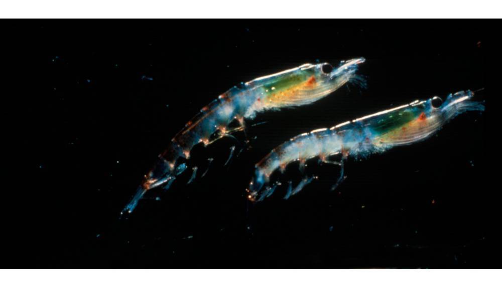 Krill antártico: una de las mejores fuentes de Omegas