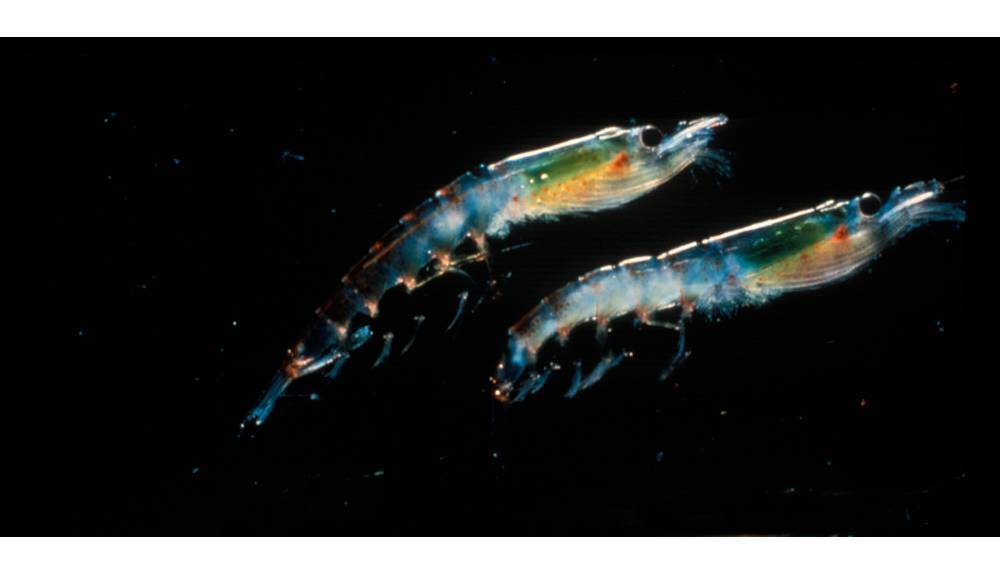 Que es el krill