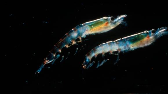 Krill antártico: una de las mejores fuentes de Omegas
