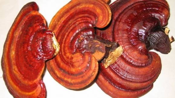 El Reishi: ¿de verdad previene el cáncer?