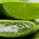 5 usos del Aloe vera aparte del que conoces, incluyendo perder peso